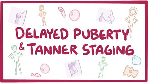 Tanner Staging Anatomy