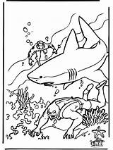 Hai Shark Ausmalen Unterwasserwelt Coloring Requin Malvorlagen Haai Taucher Duiker Rekin Squalo Nurek Colorare Kolorowanki Sharks Rekiny Kleurplaten Morze Zee sketch template