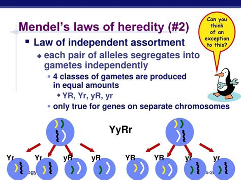 Ppt Chapter 14 Mendel And Genetics Powerpoint Presentation Free