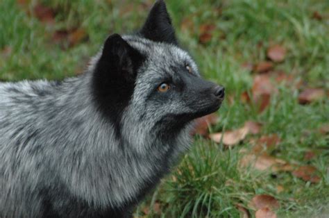 silver fox pt   akifox  deviantart