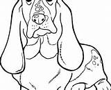Hound Basset Coloring 59kb 220px sketch template