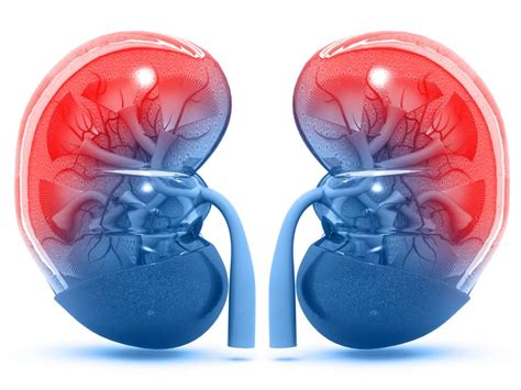kidneys structure function  diseases
