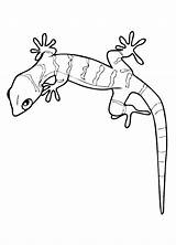 Gecko Ausmalbilder Ausmalbild ähnliche sketch template