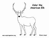 Elk Coloring Wapiti American Exploringnature sketch template
