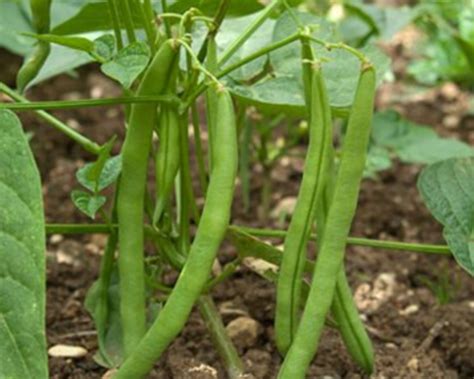 top  easy vegetables  grow   timer gardeners plant