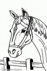 Paardenhoofd sketch template