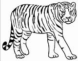 Tiger Coloring Pages Drawing Kids Tigers Lion Color Printable Bengal Tooth Saber Detroit Animal Siberian Getcolorings Colouring Animals Pencil Realistic sketch template