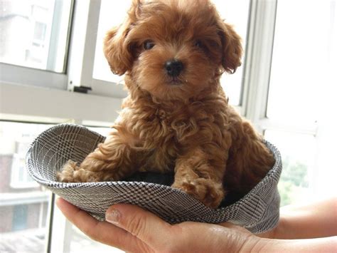 top  cutest small dog breeds toys puppys  dr