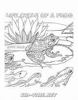 Frog Lifecycle Coloring Pages sketch template
