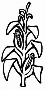 Corn Stalk Coloring Stalks Pages Clip Library Clipart sketch template