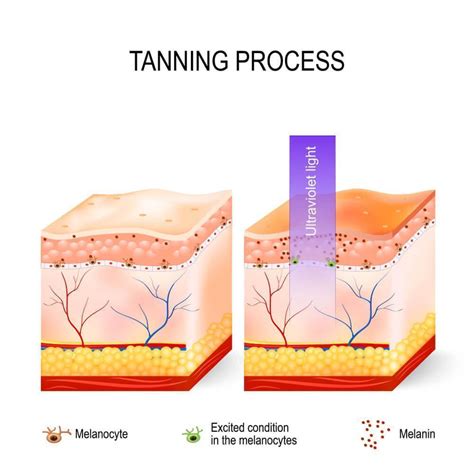 skin melanin  produced  cells   melanocytes  process  melanin