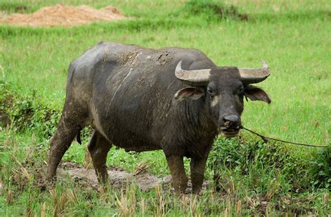 buffalo  biggest animals kingdom