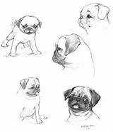 Pug Pugs Mops sketch template