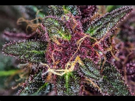 mini cannabis terrarium update  youtube