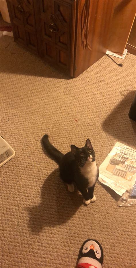 Lost Cat Unknown In Manchester Ct Lost My Kitty