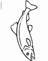 Salmon Drawing Template Coloring Pages Templates Colouring Fish Kids Colors Water Kid Mosaic Getdrawings School Printablecolouringpages sketch template