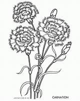 Carnation Carnations Cravos Liberdade Qisforquilter Educativas Quilter Coloringhome sketch template