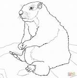 Marmot Colorare Marmotta Bellied Pages Disegno sketch template