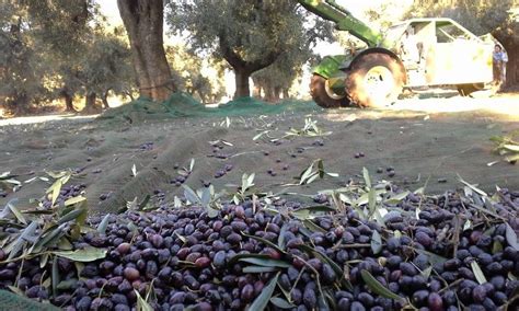 tempesta perfetta sull olivicoltura cia puglia e op pugliesi “svolta