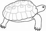 Turtle Tortue Cheloniidae Coloriages Bestappsforkids Colorier Utilising Imprimé sketch template