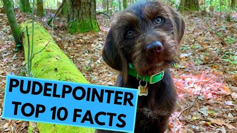 pudelpointer top 10 interesting facts youtube