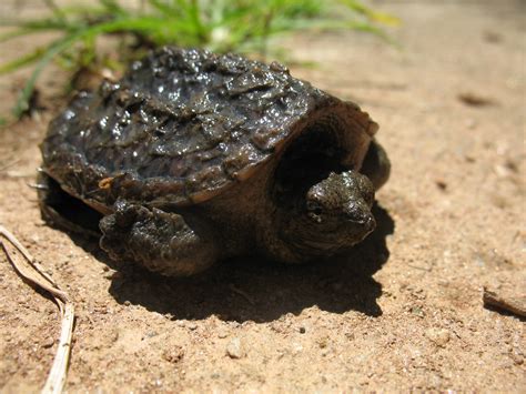 baby common snapping turtle  luckisgone  deviantart