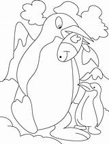 Penguin Coloring Pages Penguins Fish Easy Kids Feeding Kid Mother Her Eat Cute Head Coloringkidz Winter Kaynak Popular Template sketch template