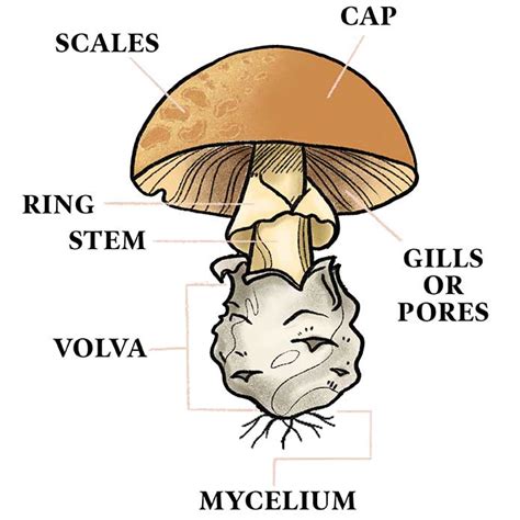 fascinating fungi missouri life magazine
