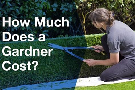 gardener cost   lawn maintenance cost aerate