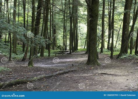open forest trail  trees stock image image  hocking forest