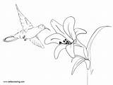 Hummingbird Flower Coloirng Printable Coloring sketch template