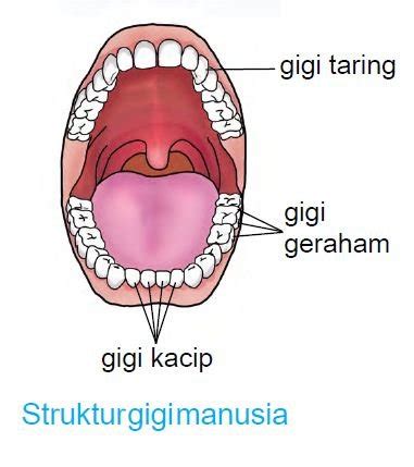 struktur gigi manusia