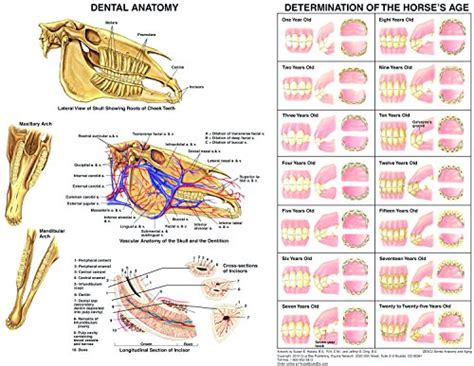 equine dental anatomy chart horse pet dental care supplies amazoncom