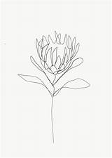 Protea Line Drawings Drawing Flower Single Botanical Tattoos Tattoo Flowers Emma Ryan Simple Visit sketch template