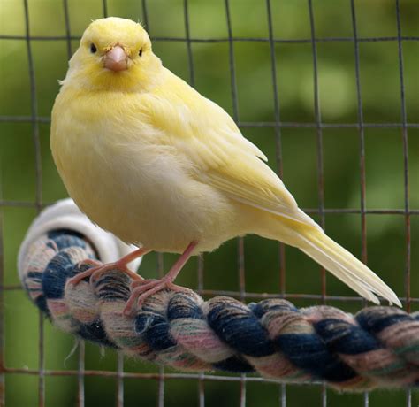 yellow canary    years young canaries thedeanery flickr