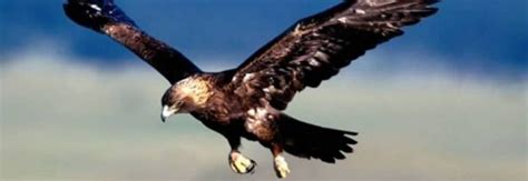 Águila Real En México National Geographic En Español