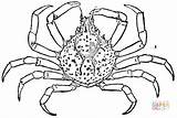Crab Coloring Spider Pages King Sheet Horseshoe Color Crabs Printable Drawing Clipart sketch template