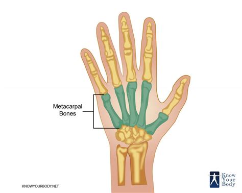 metacarpal bones anatomy structure faqs  diagram