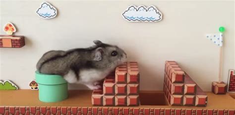 this real life “super mario bros ” hamster video is too much cute to handle