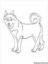 Coloring Pages Huskies Comments sketch template