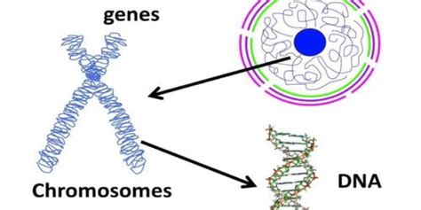 The Chromosome Msrblog