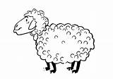 Coloring Sheep Fur Fleece Designlooter Pagefull Size sketch template