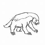 Badger Coloring Getcolorings Color Pages sketch template