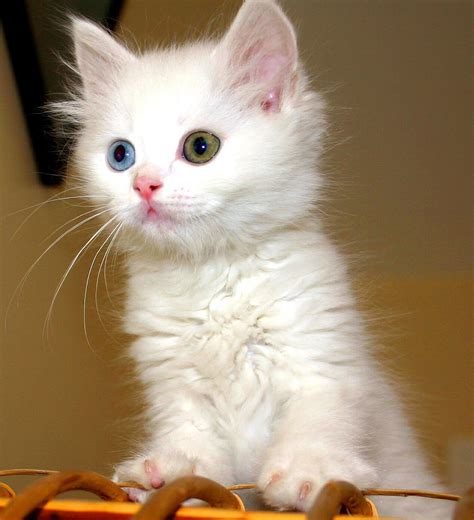 cute cat mini comp