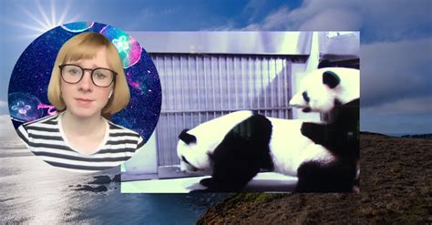 i watched these pandas have sex i ve never been so happy the new york times