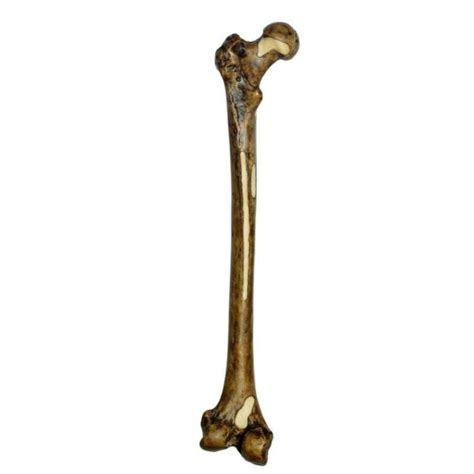 s 2 f reconstruction of femur of homo erectus trinil 3 biomedical models
