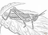 Coloring Locust Pages Printable Elk American Rocky Mountain Drawing Drawings Popular 83kb 1199 sketch template
