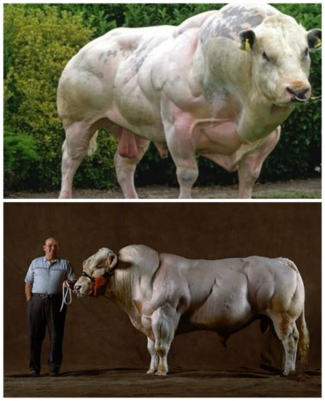 picture   photoshopped    real bull   belgian