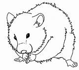Hamster Coloring Pages Printable Kids sketch template