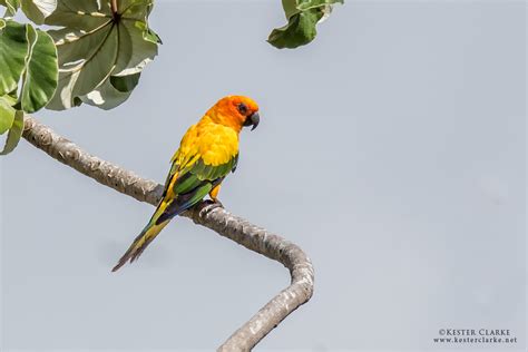 sun parakeet kester clarke wildlife photography